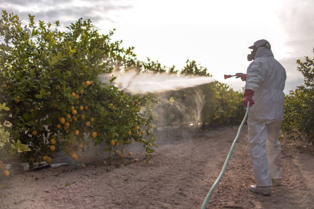 Flea Control Services in Stayton, OR