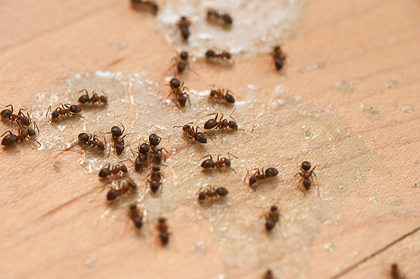 Best Commercial Pest Control Services  in Stayton, OR